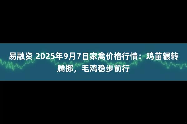 易融资 2025年9月7日家禽价格行情：鸡苗辗转腾挪，毛鸡稳步前行